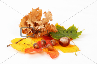 colorful autumn leaves chestnuts and acorn on white