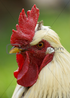 Rooster / Cockrel