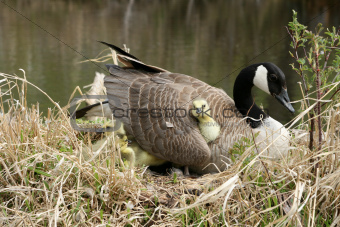 Canada Goose Gosling Getting Comfortable Under a Wing
