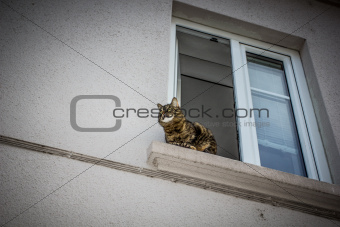 Cat at the window.