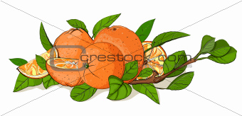 Fresh Oranges and Leaves Composition