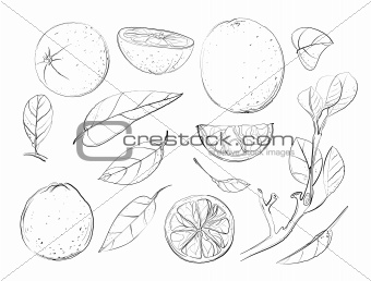 Sketch Oranges and Leaves Set