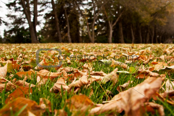 Autumn Leaves On The Ground