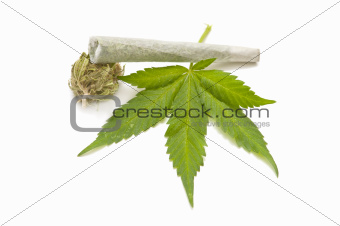 Hemp (cannabis)