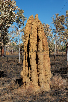 Cathedral termite mound, Australia