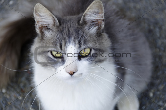 White and grey cat