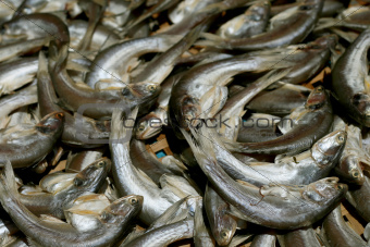 Mackerel fish at market, Thailand