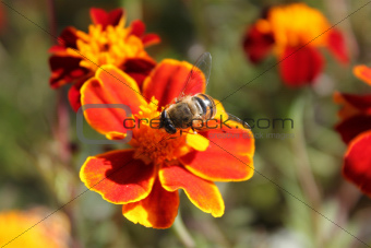 Bee on a flower close-up