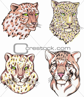 heads of leopard and cheetah