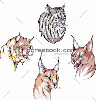 heads of lynx