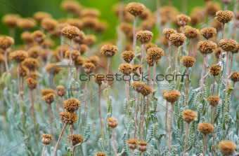 Field with dried santolina flowers (santolina chamaecyparissus)