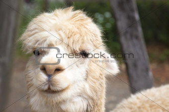 close up of  alpaca  face