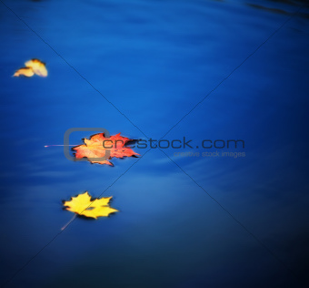 maple leaves on water