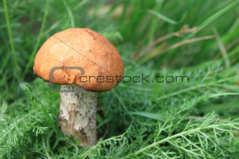 beautiful mushroom