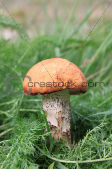 beautiful mushroom