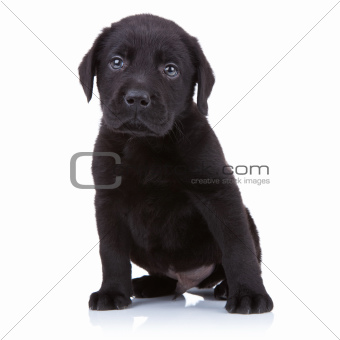 cute little black labrador retriever