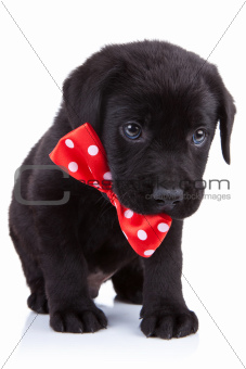 handsome black puppy