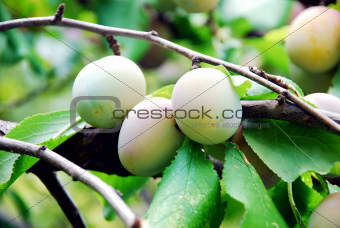 Fruits of plum tree