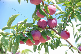 Fruits of plum tree