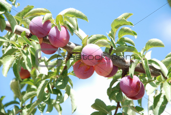 Fruits of plum tree