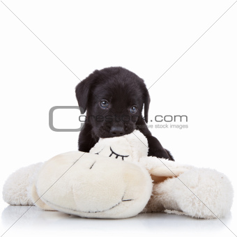 puppy chewing on a toy 