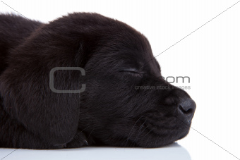 sleepy black labrador