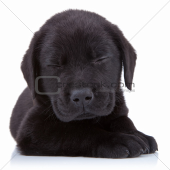 tired  black labrador