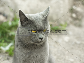 Mature gray British cat outdoors