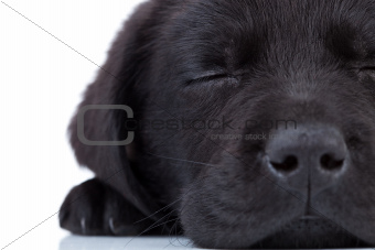  labrador retriever sleeping 