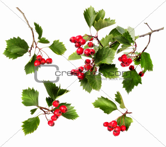 Green hawthorn branches red berries