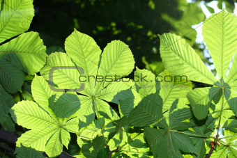 Green chestnut leaves 