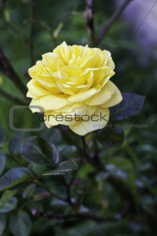 Single beautiful yellow rose