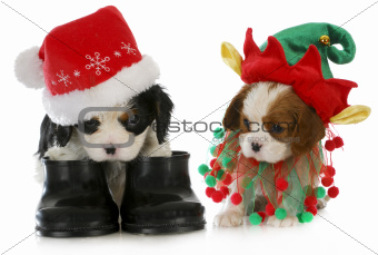 puppy santa and elf