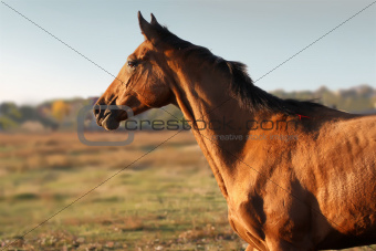 Akhal-teke horse portrait