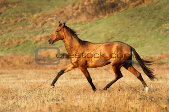 Akhal-teke horse runs