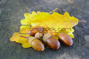 acorns on yellow leafs