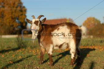 Bearded goat in a field