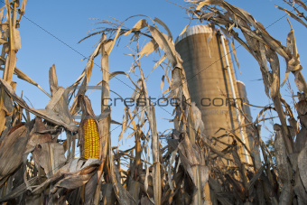 Corn Ear for Harvest