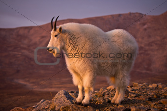 Proud Mountain Goat
