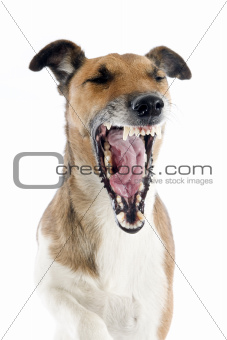 yawning smooth fox terrier 
