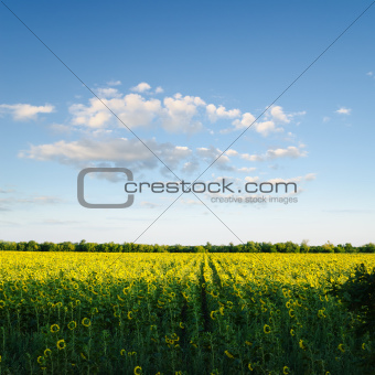 field with sunflowers under blue cloudy sky