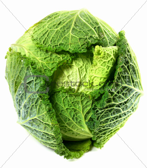 Savoy cabbage head with water drops