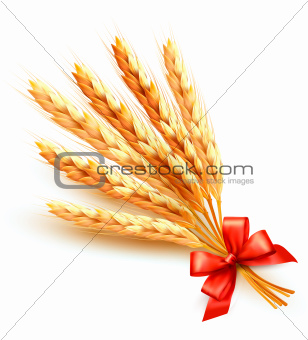 Ears of wheat with red bow.