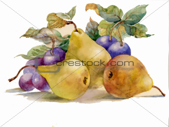 Watercolor painting: pears and plums