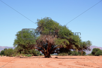 Prosopis tree