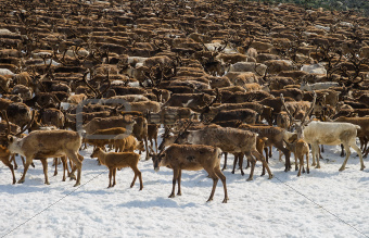 Herd of reindeers