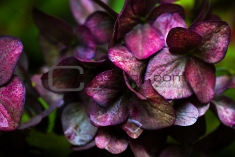 Metallic shine on discolored Hortensia flowers