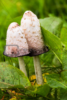 Mushroom Shaggy ink cap or Coprinus comatus