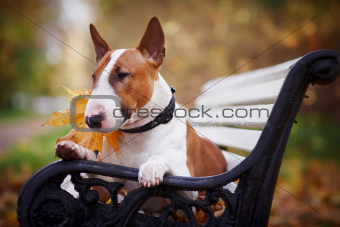 The red bull terrier lies on a bench