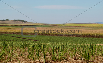 Australian sugar industry sugarcane farm agriculture landscape